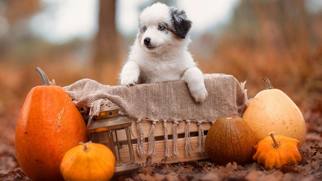 How to Cook Pumpkin Guts For Dogs