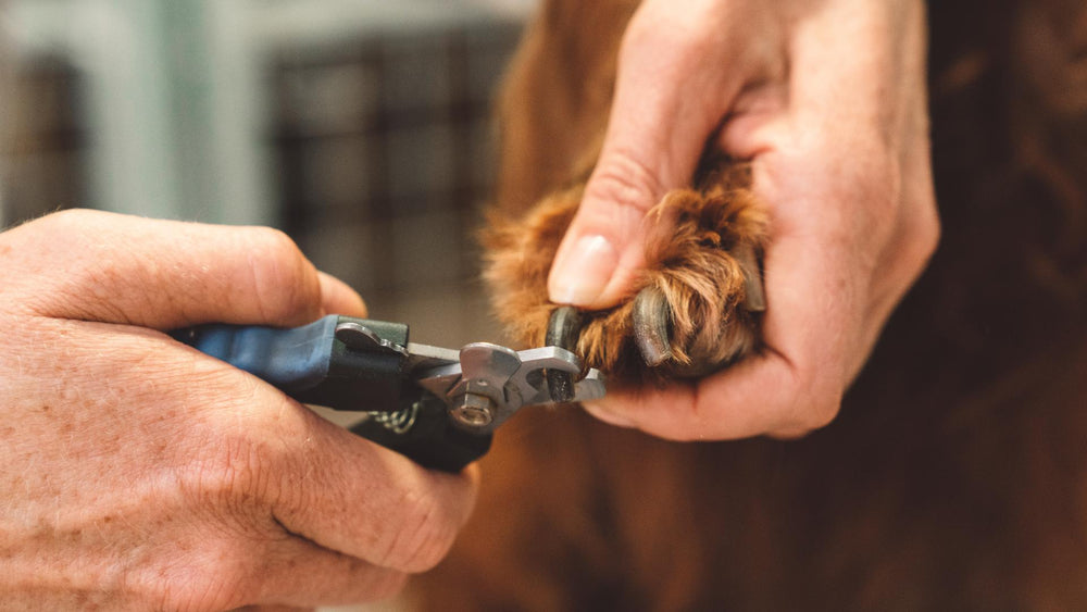 How to Trim Dog Nails at Home