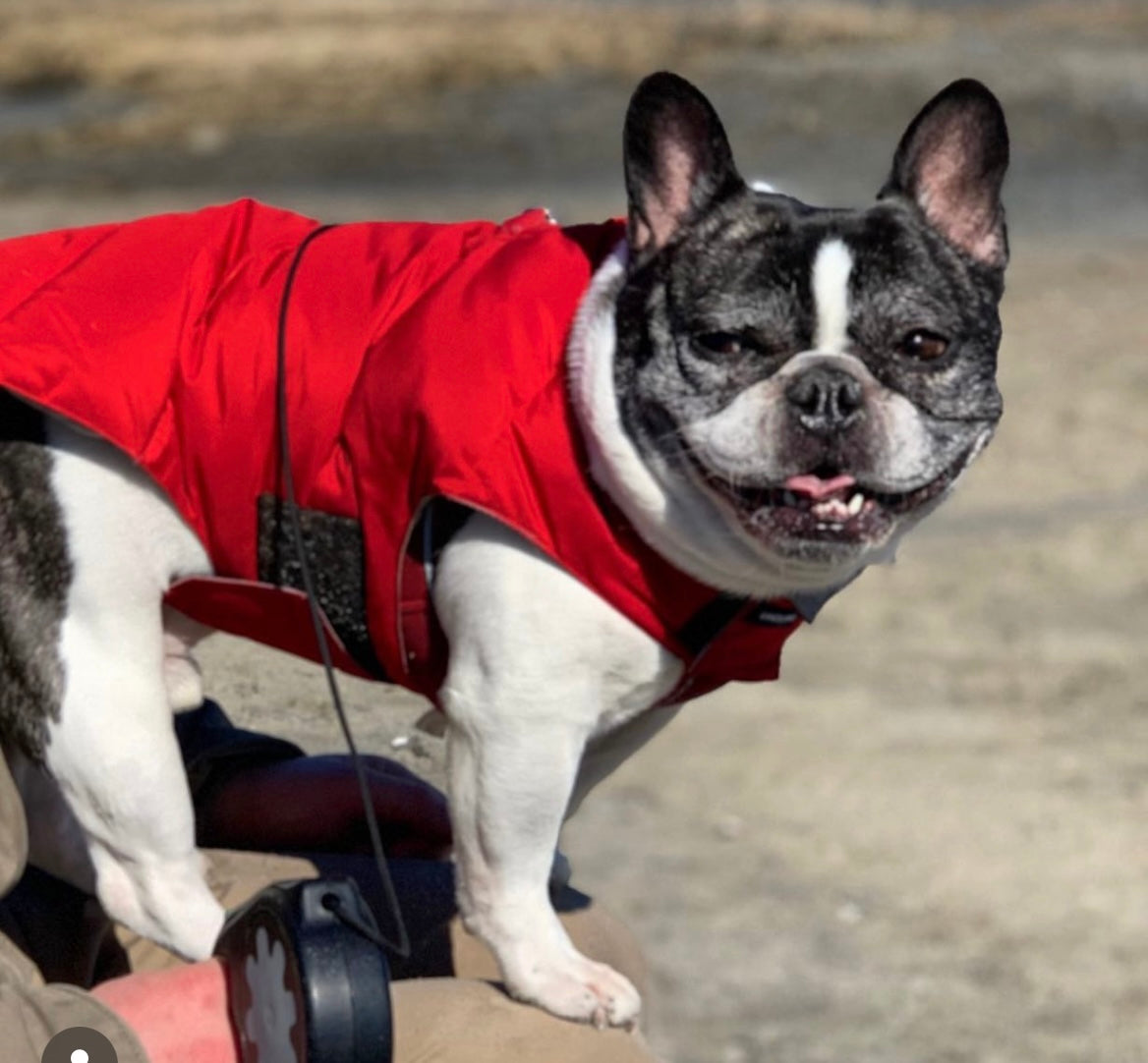 Image shows an older dog wearing a coat. Image demonstrates needs for dog coats for winter.