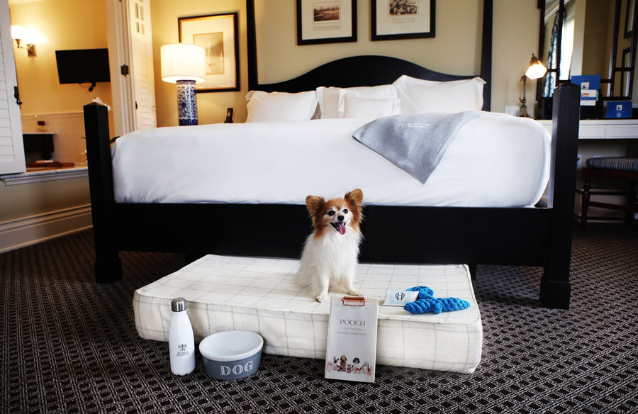 The Best Dog Friendly Hotels for Labor Day Weekend