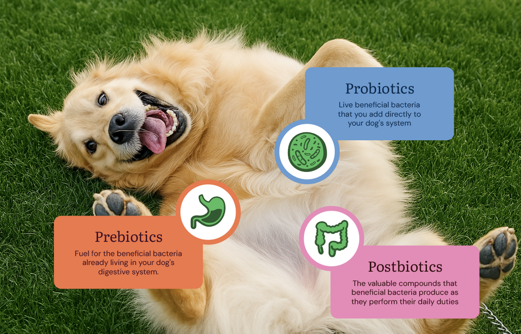 What Are Postbiotics for Dogs? The Missing Piece in Gut Health