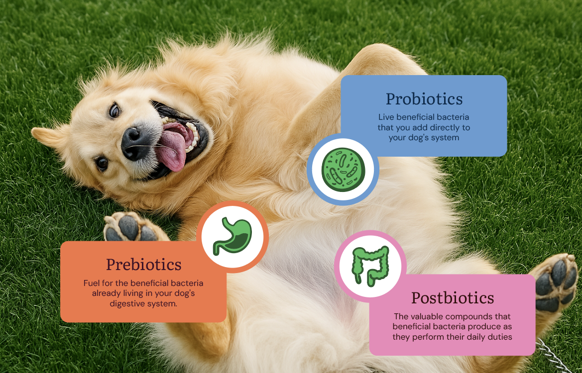 The Complete Guide to Dog Gut Health