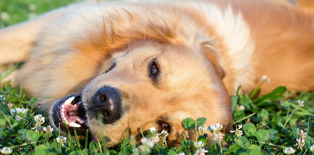 6 Get Joy Ingredients that Promote Canine Mental Health