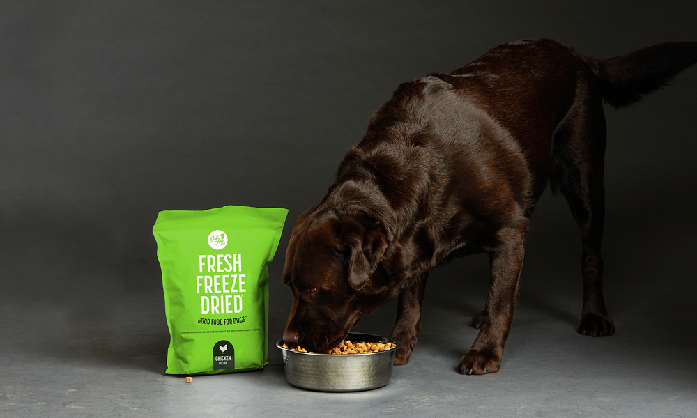 A dog looks excitedly at new fresh freeze dried dog food.