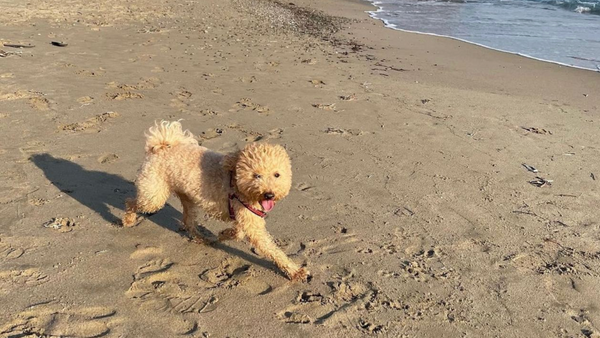 A dog happily runs on a sandy beach.