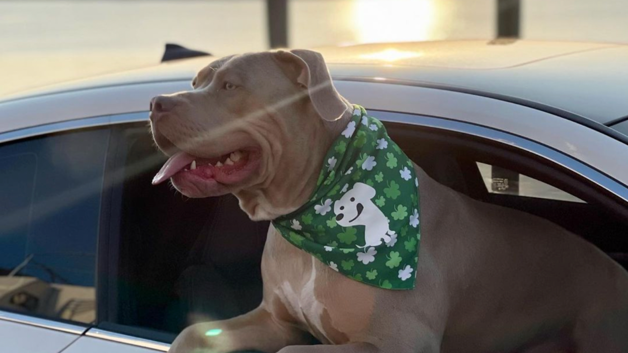 A pitbull looks out the window wearing a green bandana, demonstrating happiness.