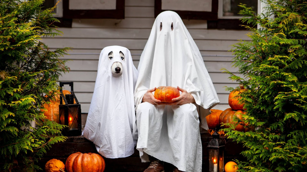A dog and its owner sit on a stoop surrounded by pumpkins while wearing white sheets, pretending to be a Halloween ghost costume.