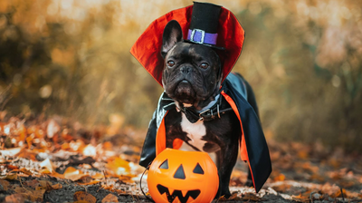 A Guide to Creating a Spooky Halloween for You and Your Pooch