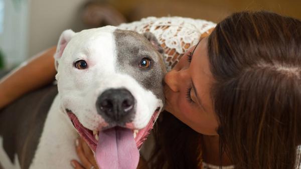 A pitbull smiles at the camera as its owner kisses his head happily.