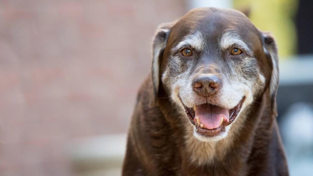 An older, graying dog smiles at the camera and looks peaceful.
