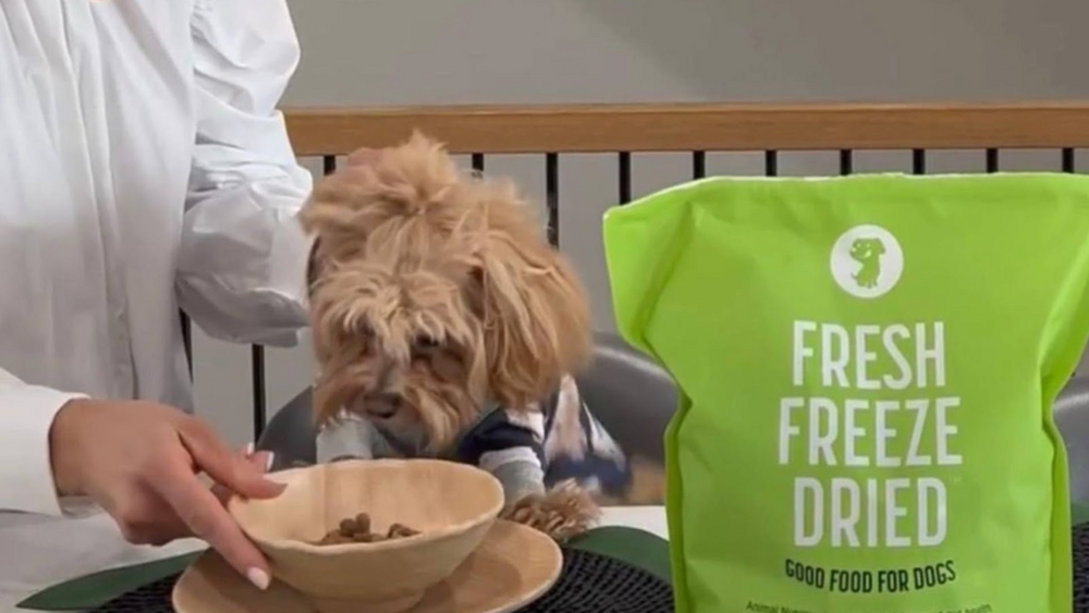 A smaller dog sniffs a bowl of fresh dog food from Get Joy.