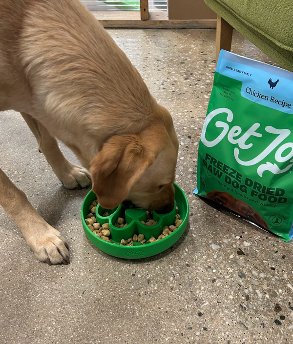 Why Is Freeze Dried Raw Dog Food So Expensive? (And Is It Worth It?)