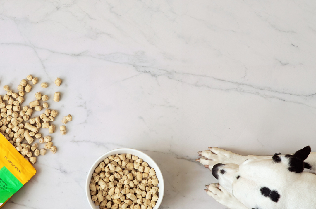 What the GLP-1 Moment Is Teaching Us About Gut Health For Dogs