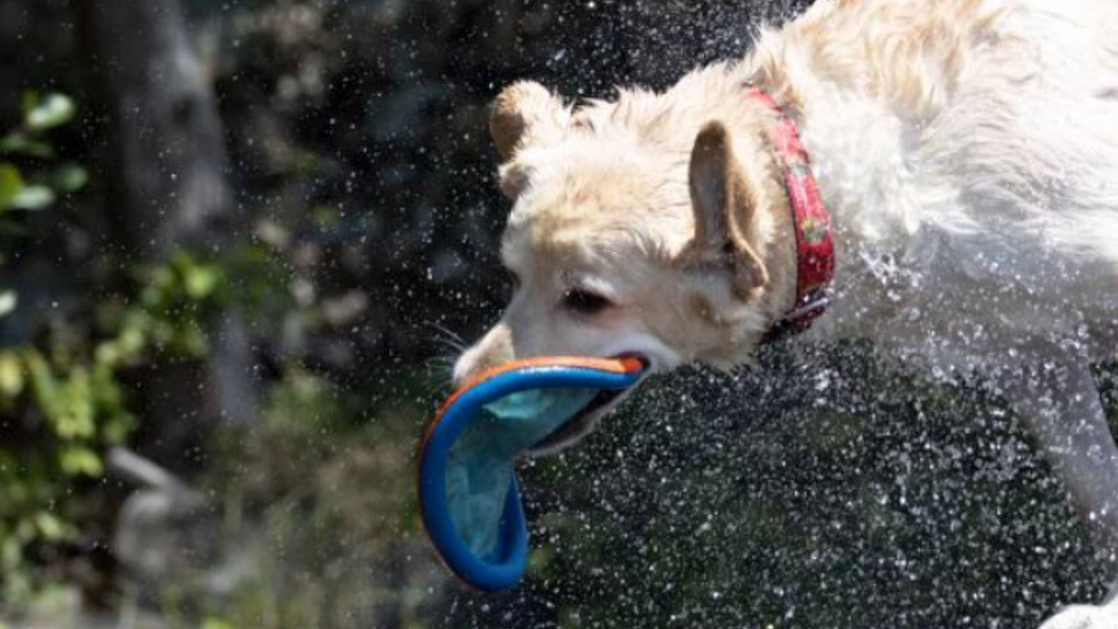 A lab holds a frisbee in his mouth while splashing around water outside, having fun and staying active.