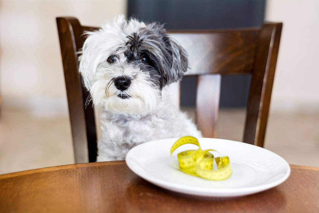 puppy meal time