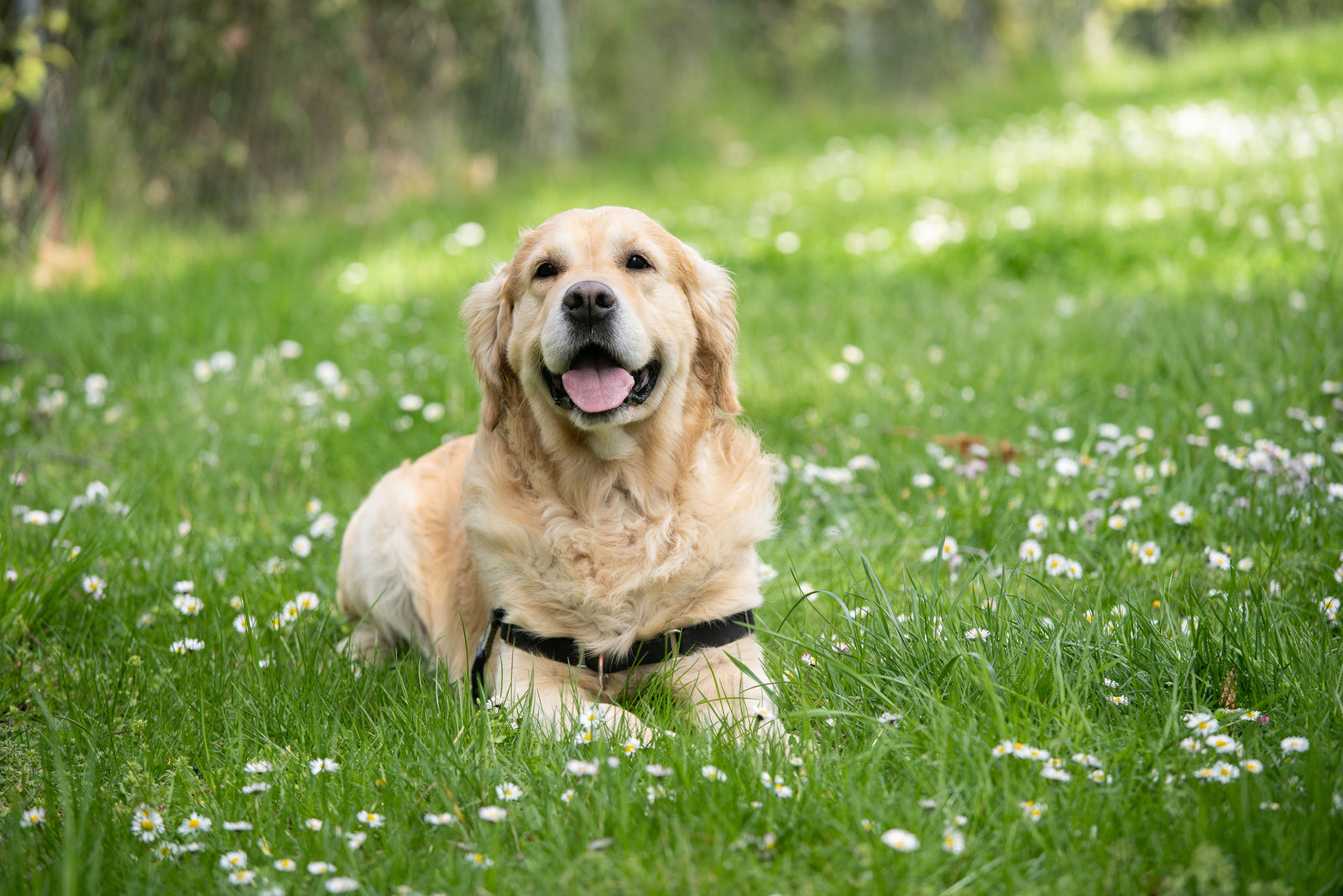 Protecting Your Pets During Tick Season