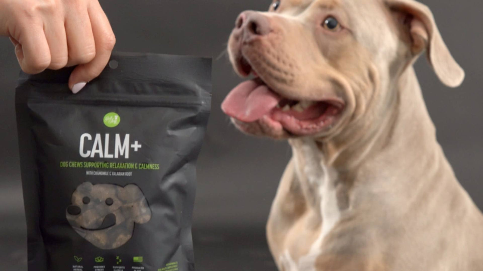 A pitbull stands in front of a gray background and looks patiently to the left, where his owner's hand is visible and holding a black bag of Get Joy's Calm+ supplements.