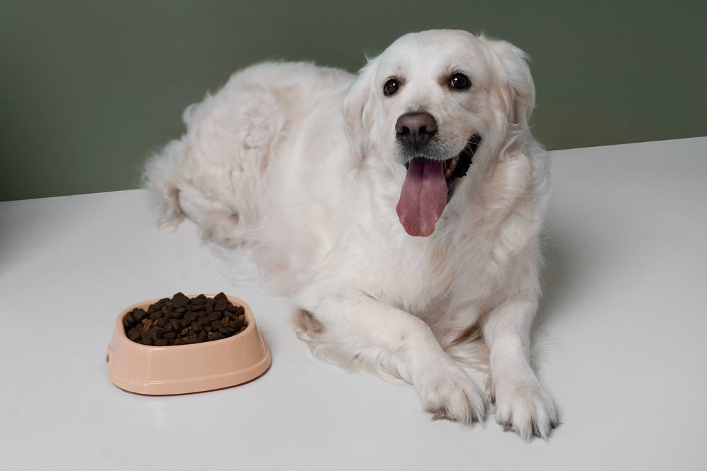 Can Dogs Eat Blueberries