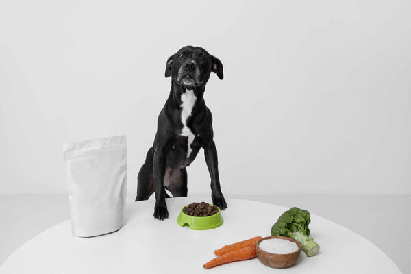 Healthy dog beside a bowl of nutritious, gut-friendly food