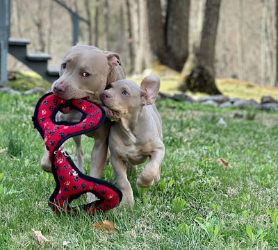 A pit bull and another dog play cheerily on their lawn with a dog toy. Image demonstrates what some breed restrictions are preventing.