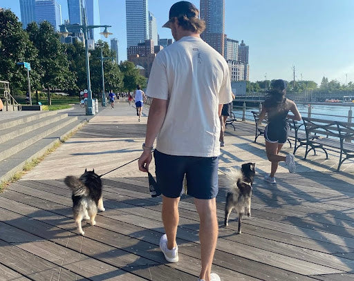 A man walking his dogs on a boardwalk towards a cityscape. Image demonstrates how dogs can travel with their owners with BringFido.
