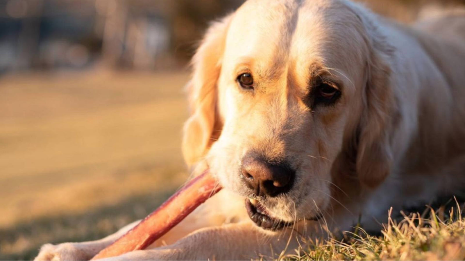 A white lab chews a bully stick on the grass in the sunshine.