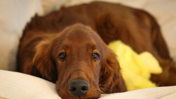 Calm, relaxed dog resting peacefully at home
