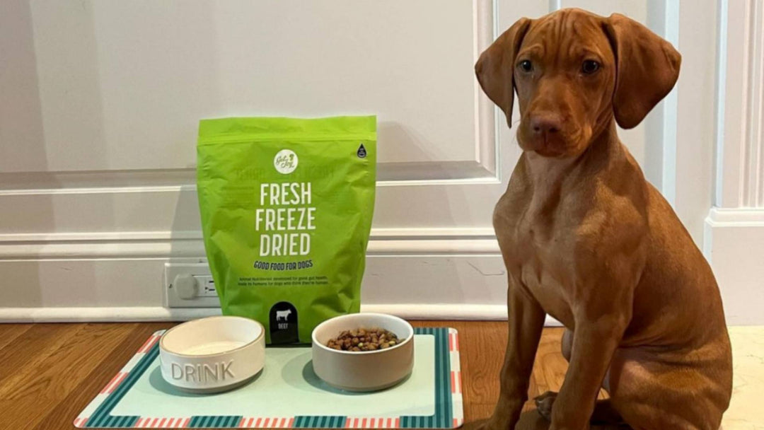 A puppy sits next to a green bag of fresh freeze dried dog food, demonstrating a healthy diet that contributes to minimizing dog anxiety.