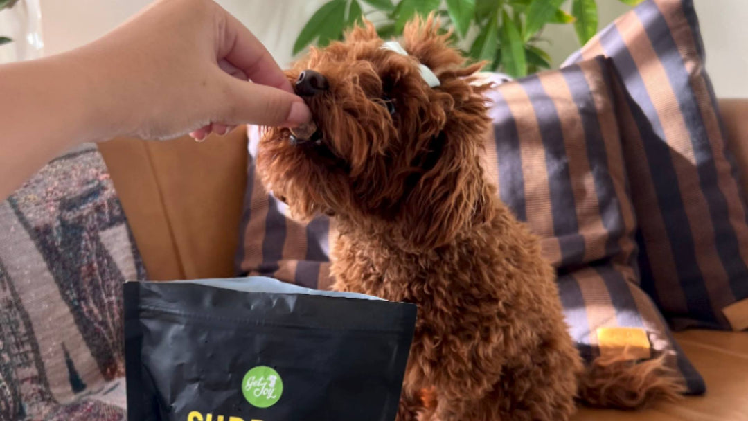 A dog eats a Calm+ supplement out of its owners hand while sitting on the couch.