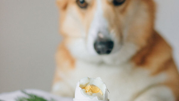 dog eating egg