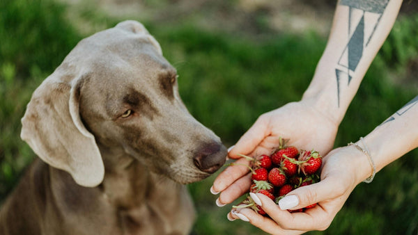 dog eating strawberries
