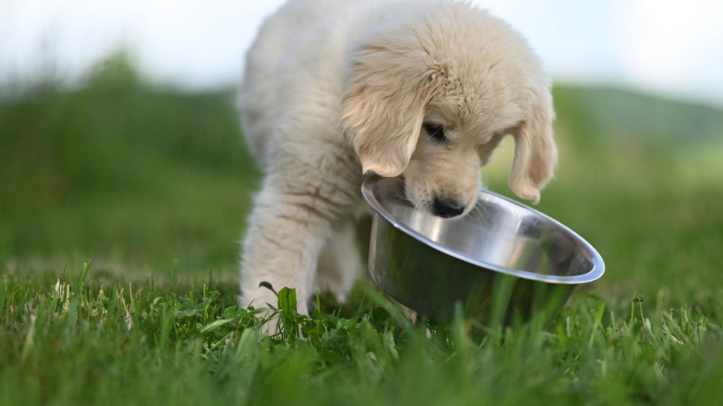 How to Transition Your Dog to New Food