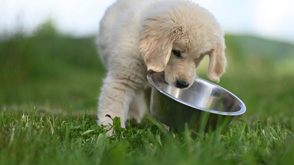 How to Transition Your Dog to New Food