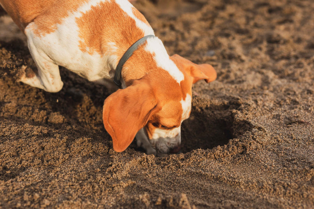 dog eating poop