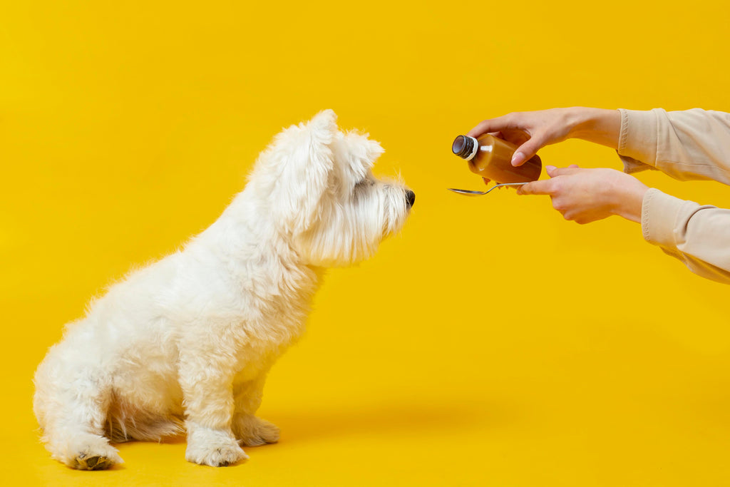 dog with a joint supplement