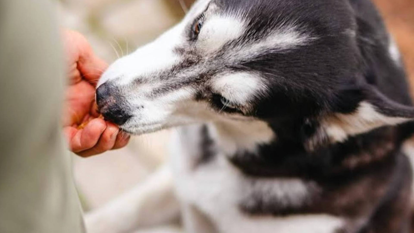 A husky dog eats out of the palm of its owners hand, demonstrating natural ways to detox a dog.