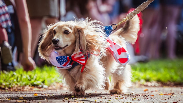 4th of July Dog Safety Checklist