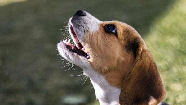 dog does not bark