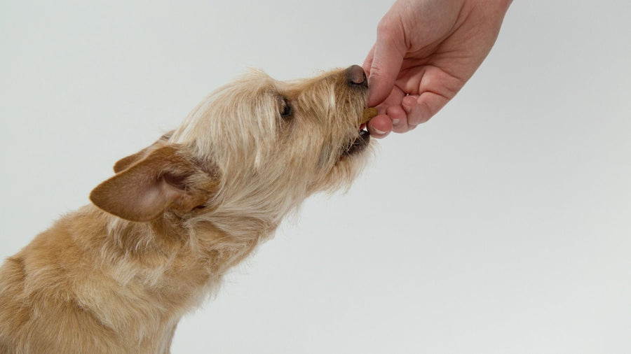 Can Dogs Eat Boiled Potatoes?