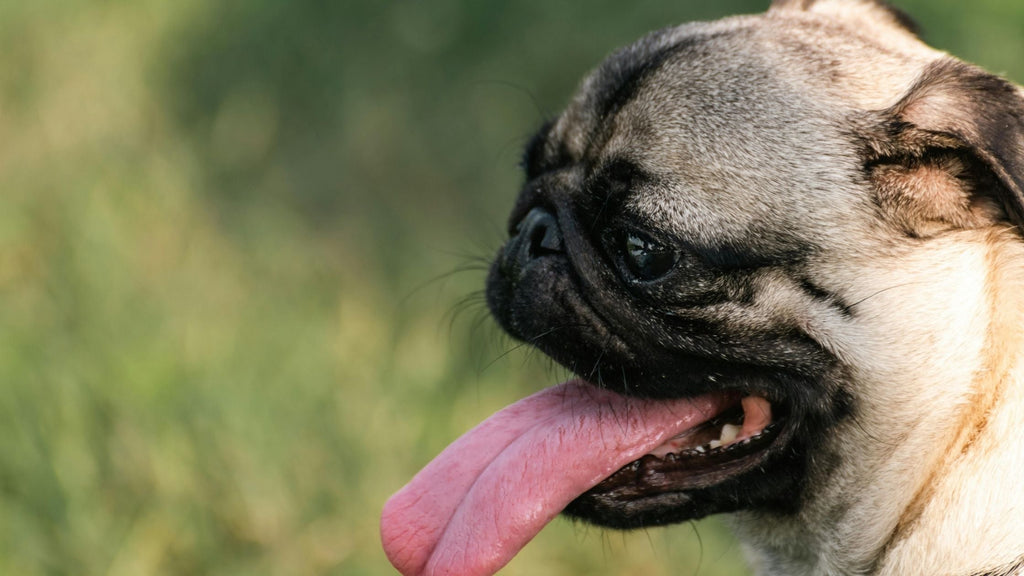 smelly dog breath