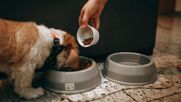 How to Know If a Dog is Choking