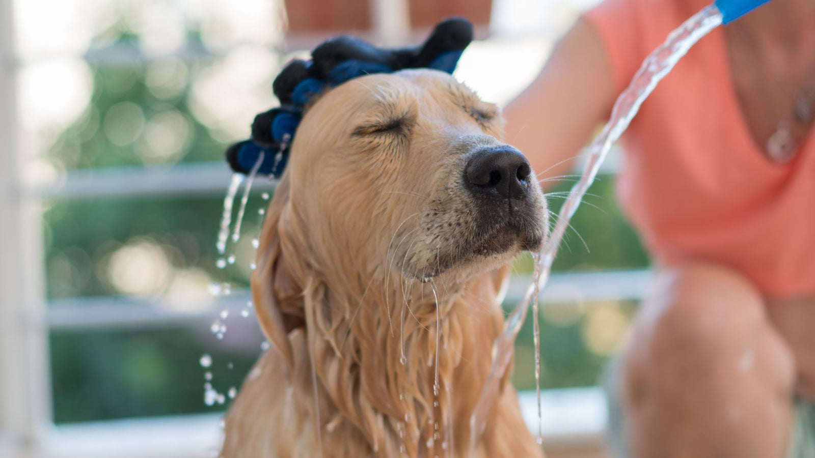 A golden retriever is getting a bath to help deal with his dog dandruff.