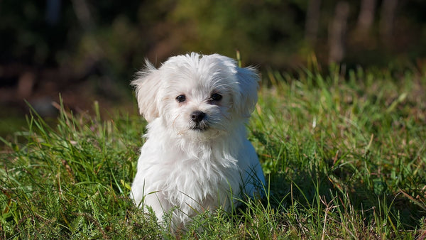 Why Do Dogs Eat Grass and Vomit