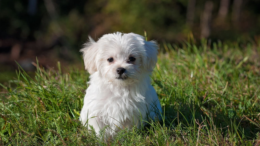 Why Do Dogs Eat Grass and Vomit