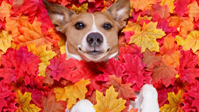How to Bring Some Fall Flavors to Your Dog Food