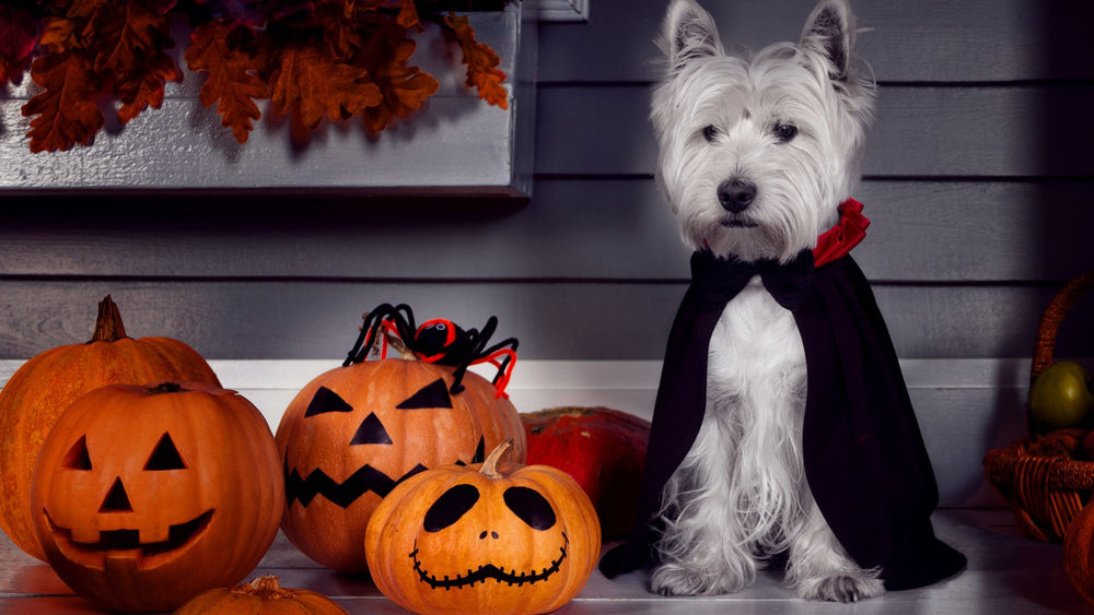 Dog Halloween Costume Ideas that are Sure to Please