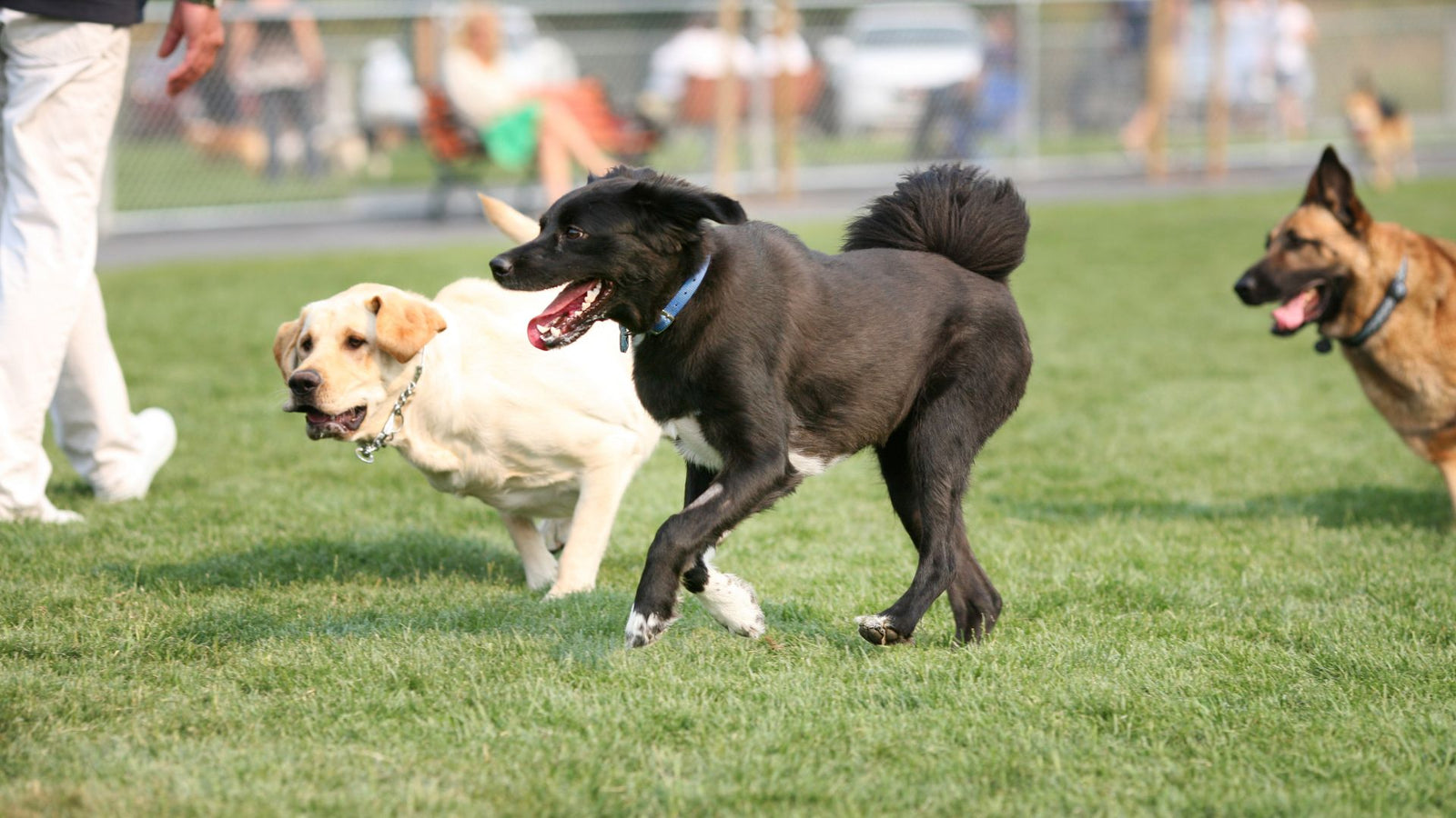 Let’s Take a Look at Dog Park Etiquette