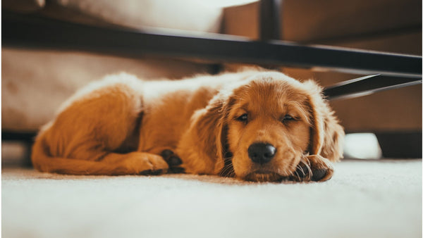 Alone dog at home