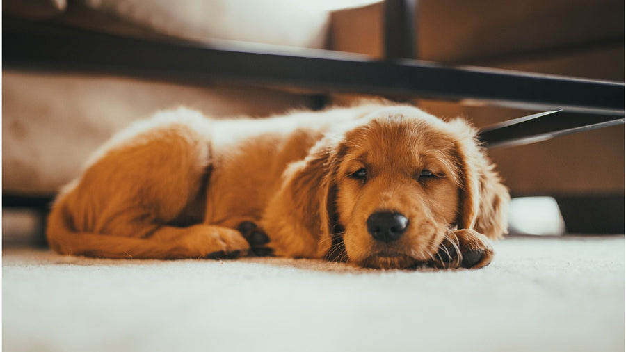 Alone dog at home