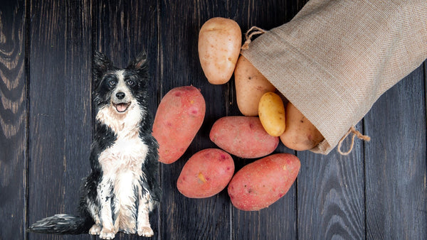 dogs eat sweet potatoes